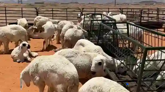 حائل تشهد انخفاض كبير في أسعار الاضاحي 